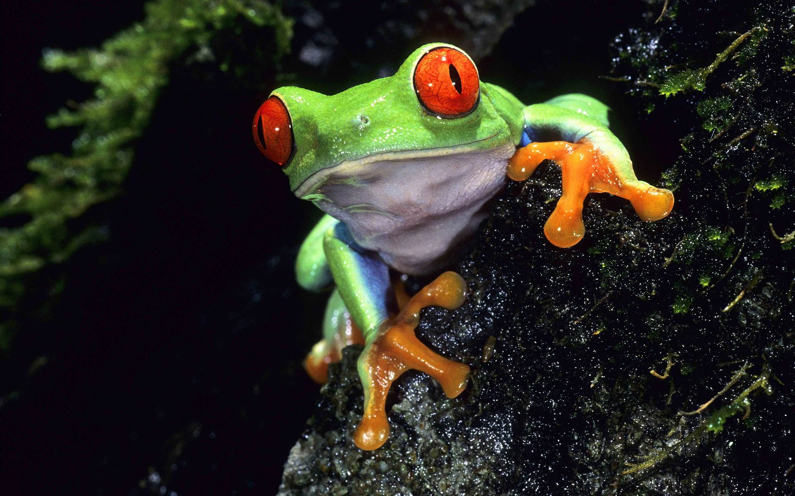 Amphibian Pond