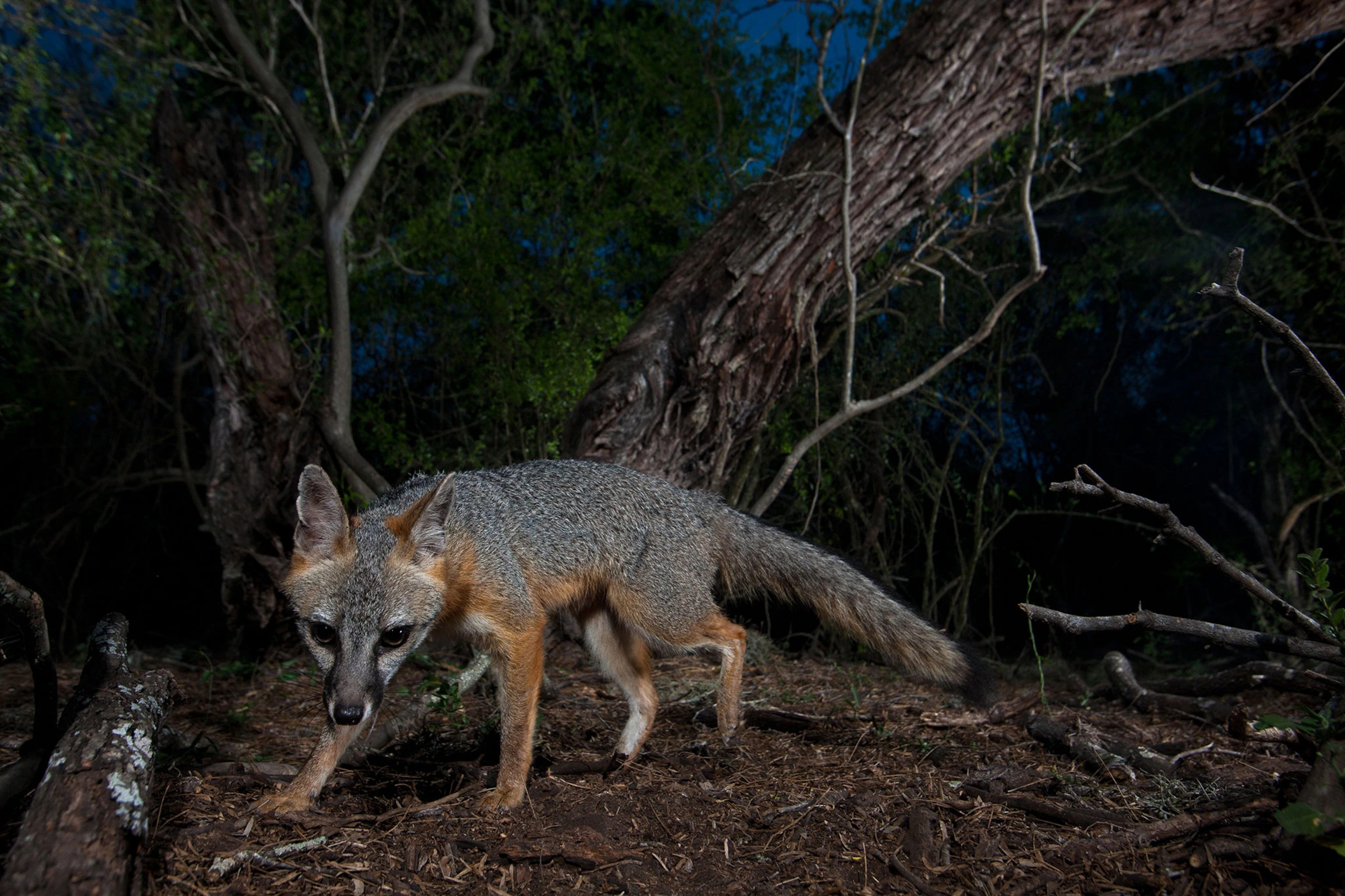 Nocturnal Mammal Trail