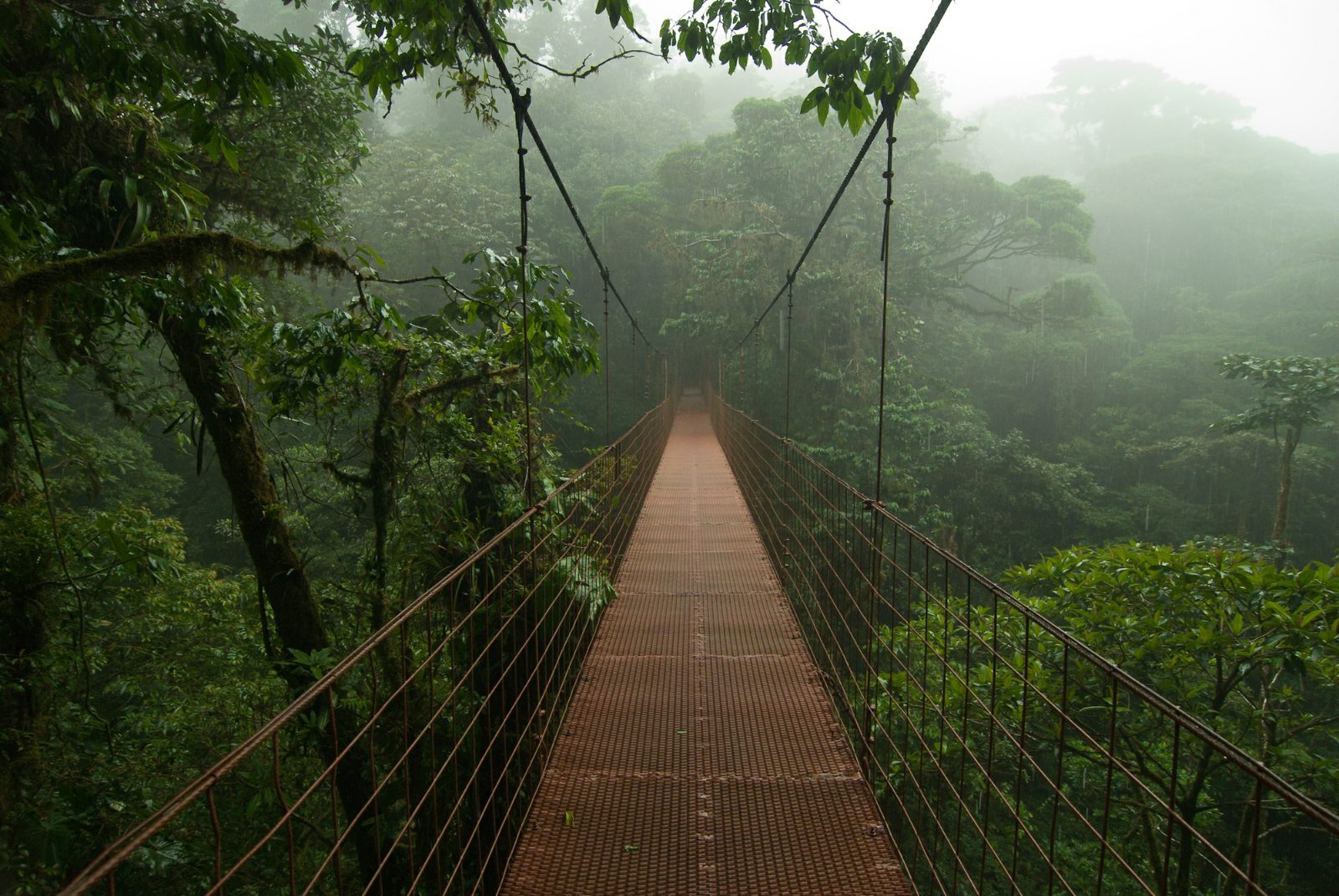Canopy Bridge Loop
