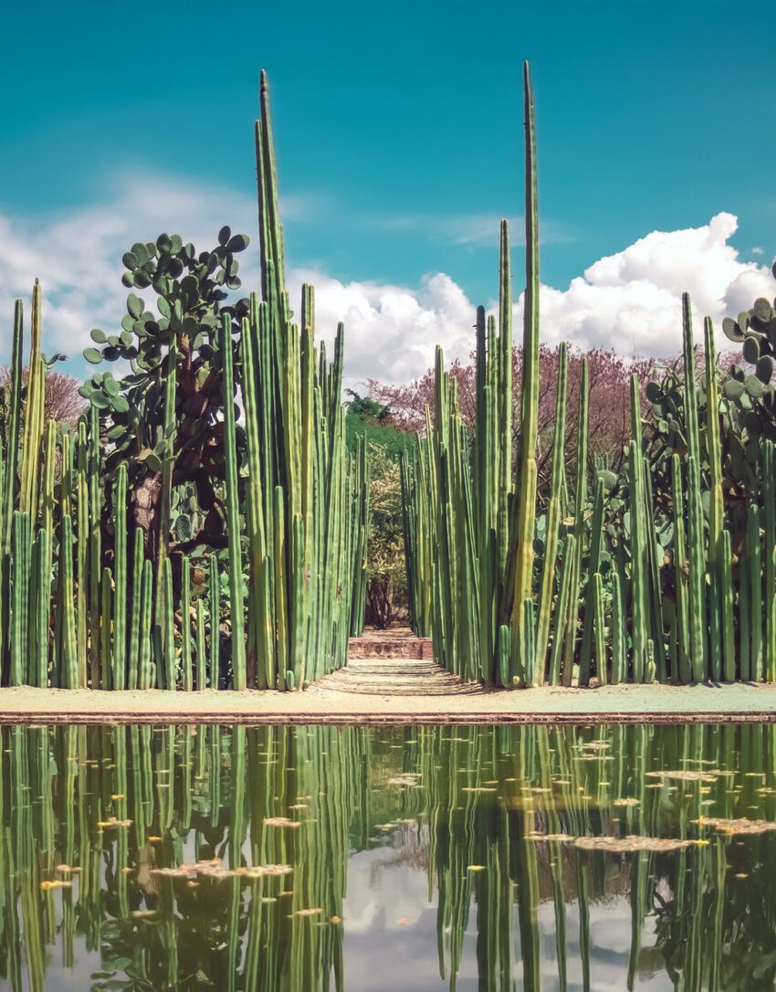 Jardín Etnobotánico