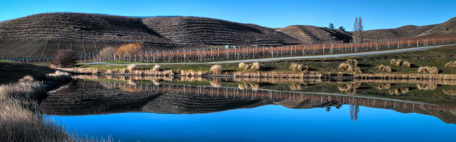 Pioneer Vineyard Blocks