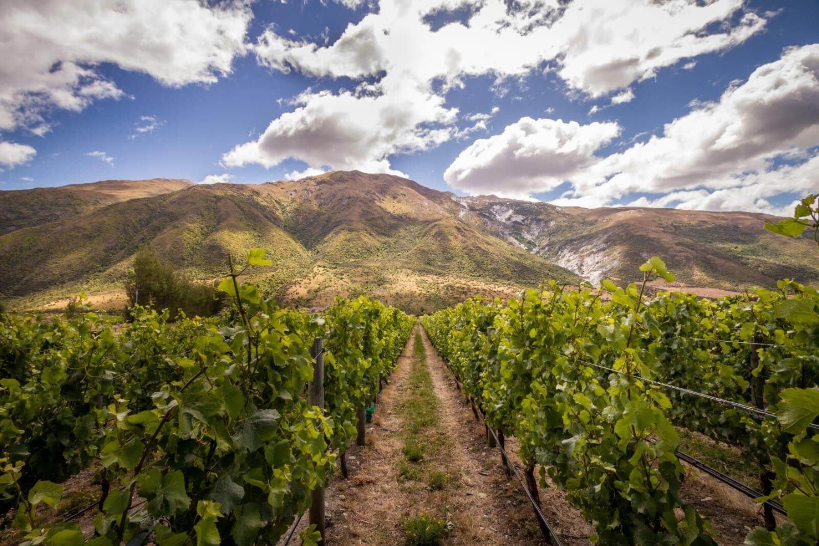 Queenstown Wine Tours Across Central Otago