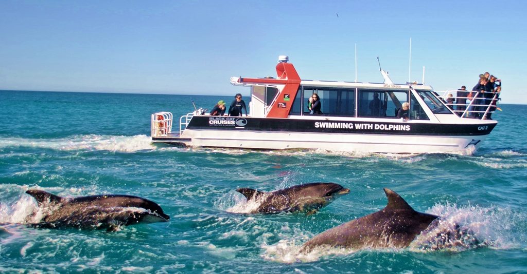 Akaroa Dolphin Cruise