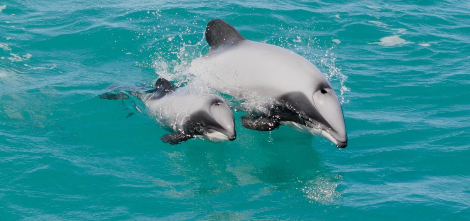 Hector's Dolphin Habitat