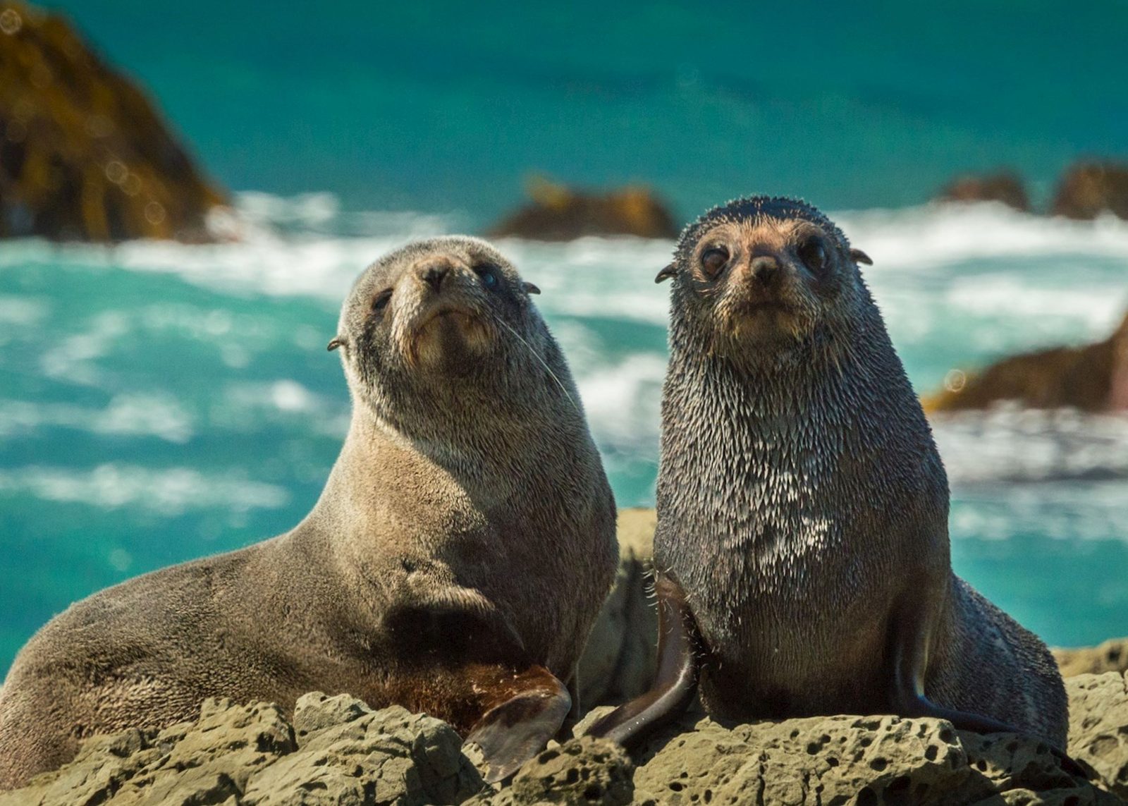 Fur Seal Colonies