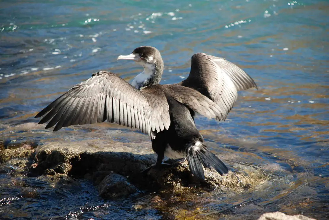Seabird Sanctuary