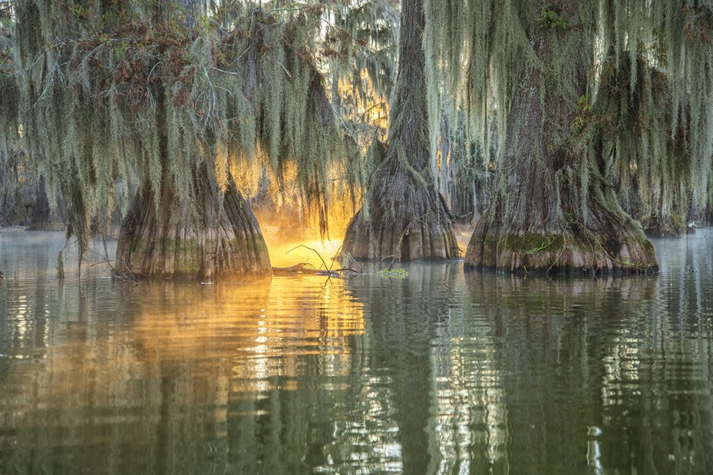 New Orleans Airboat Tours Through Louisiana Swamps