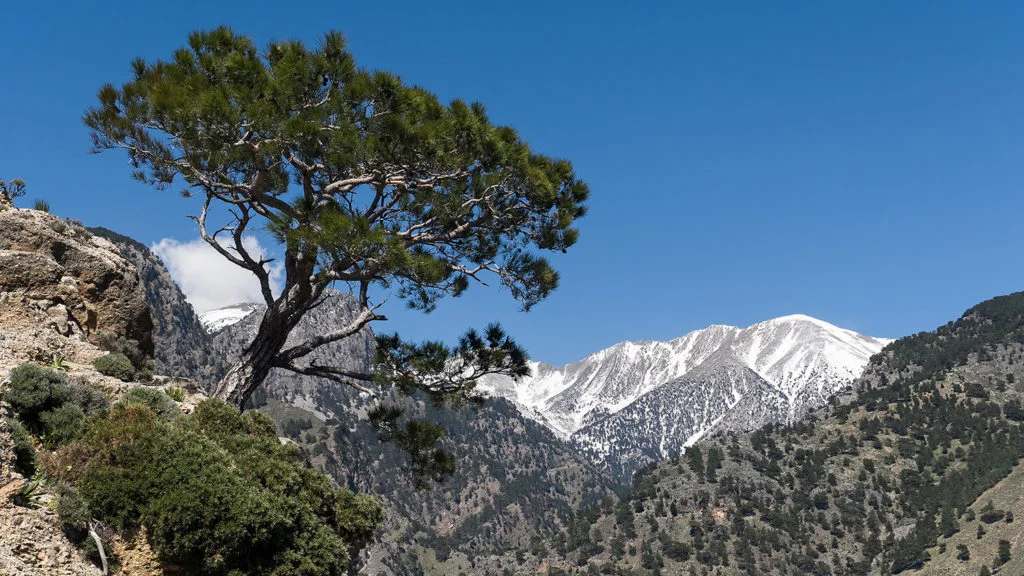 White Mountains Trails