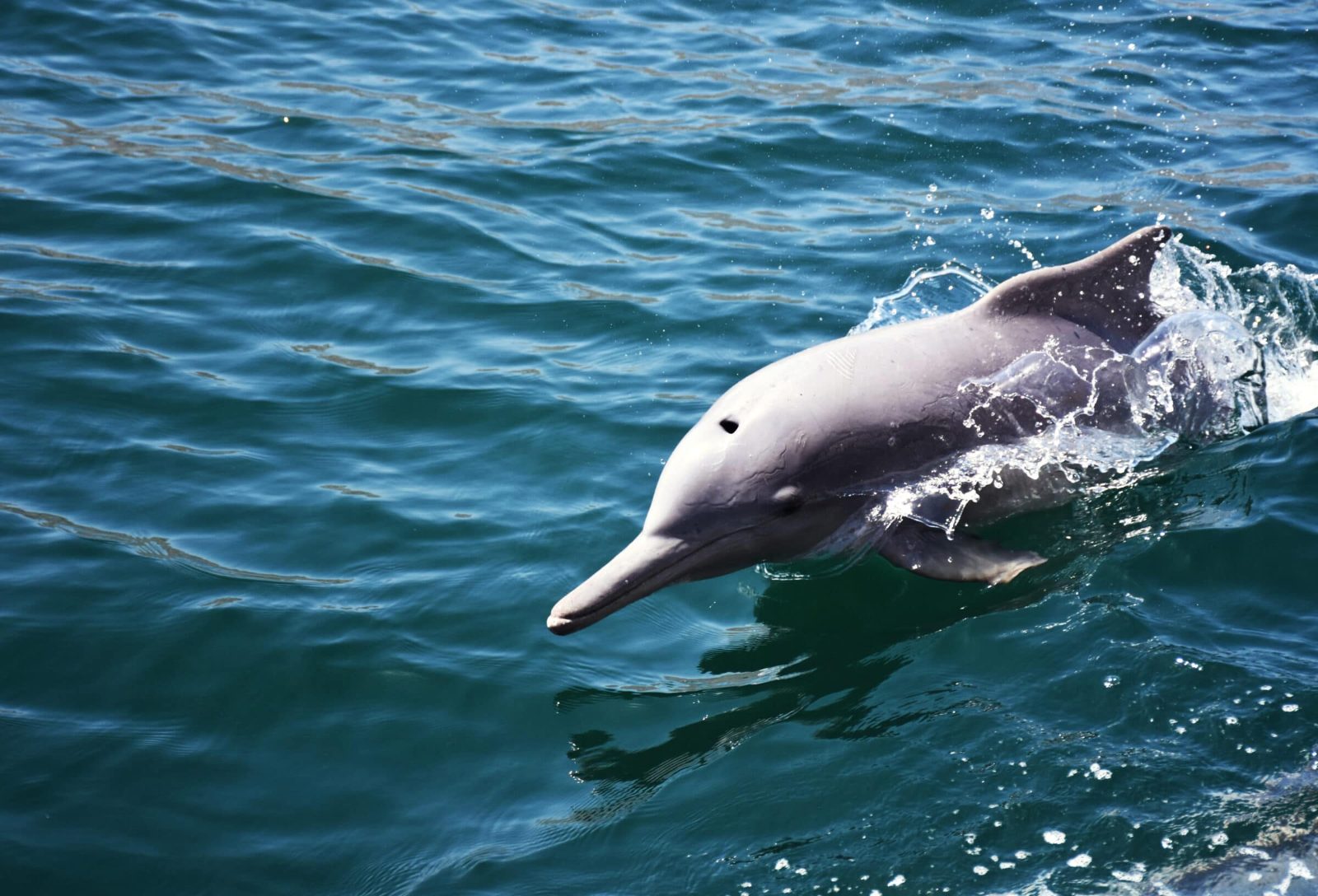 Marine Wildlife Area