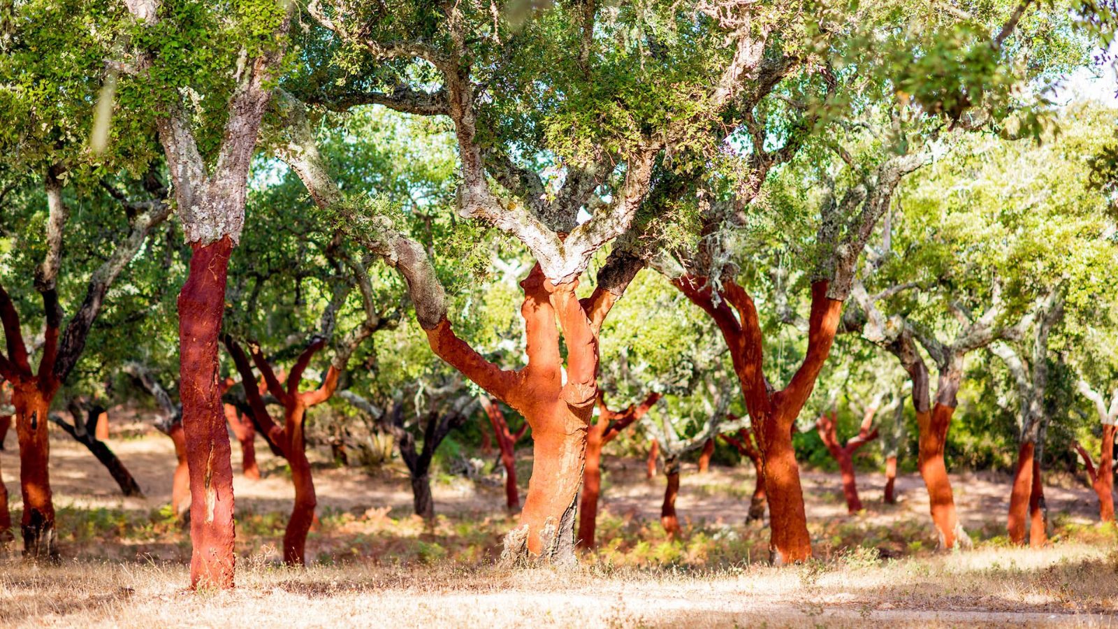 Algarve Buggy Tours from Almancil Explained