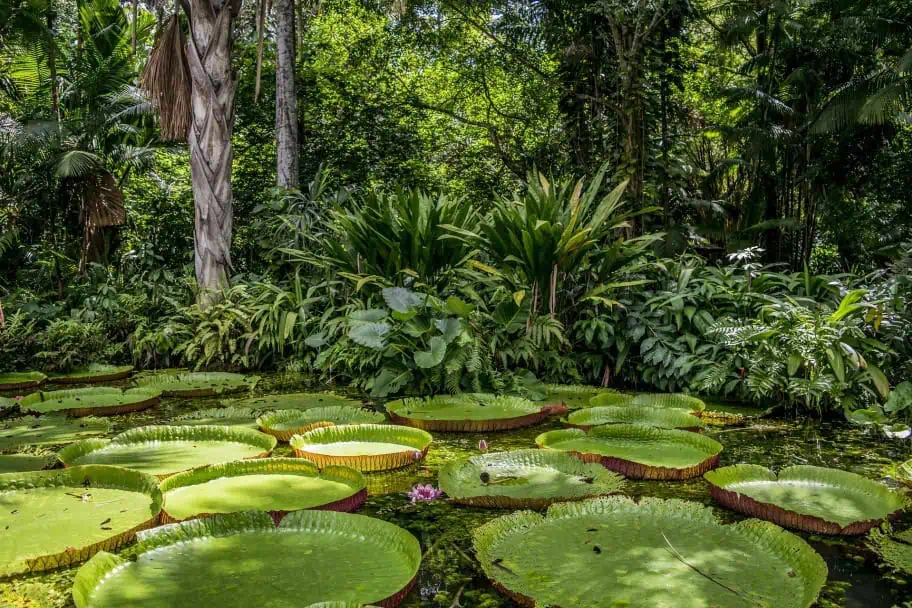 Janauari Ecological Park