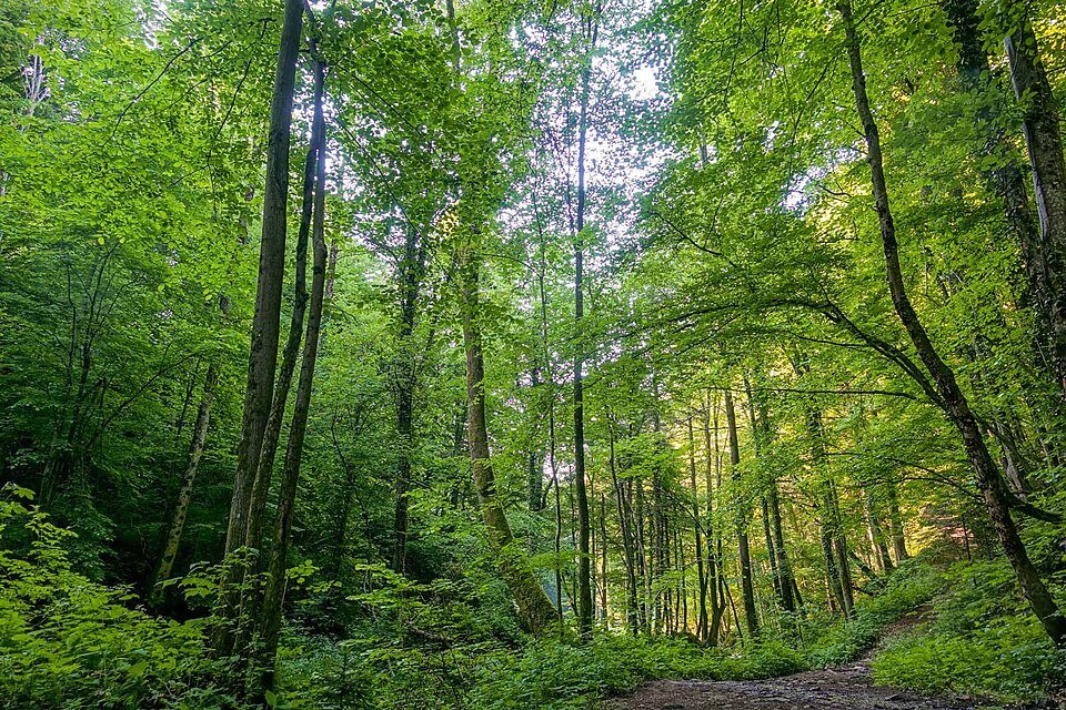 Forest Canopy Trail