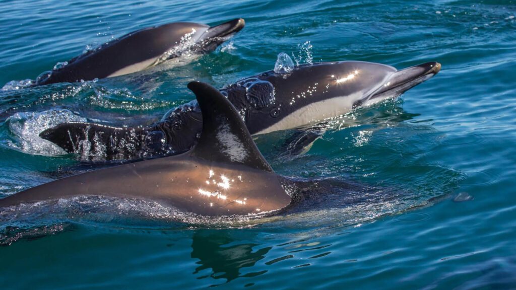 Delfinbeobachtung in Faro — Ria Formosa Bootsfahrten & Ausflüge auf dem Atlantik