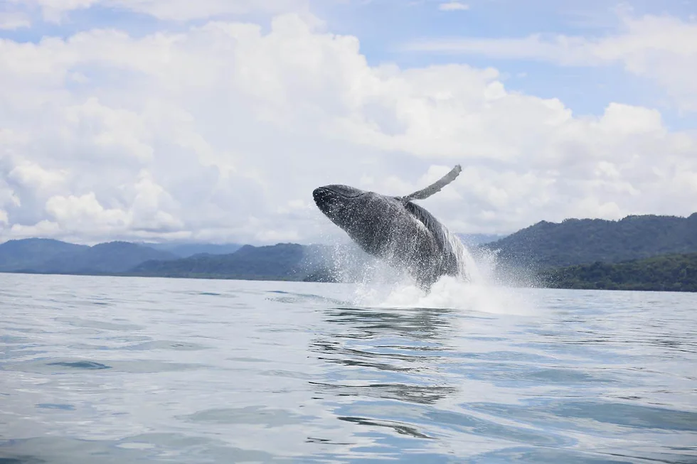 Uvita Whale Watching