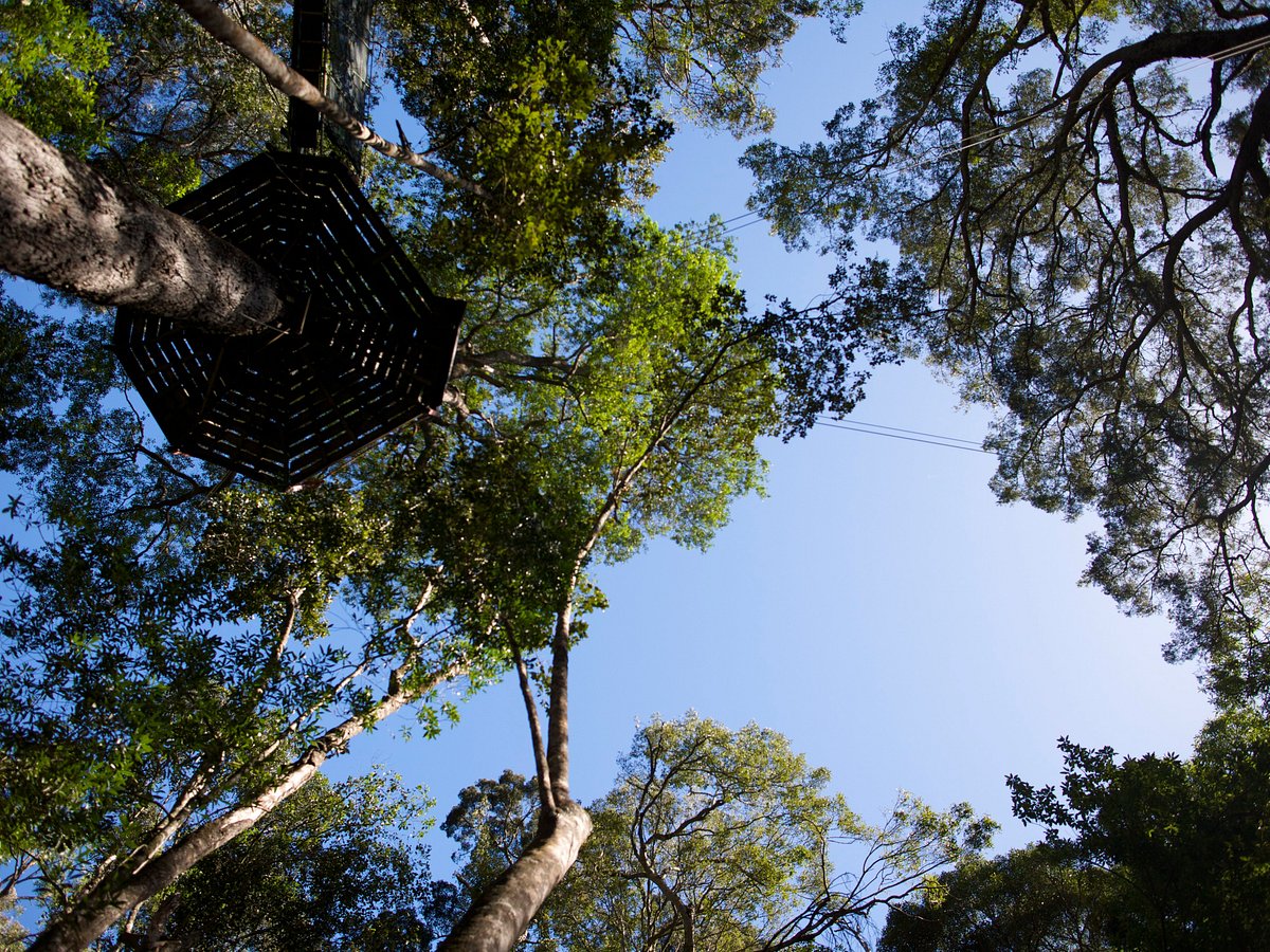 Tsitsikamma Canopy Tours Above Storms River Forest