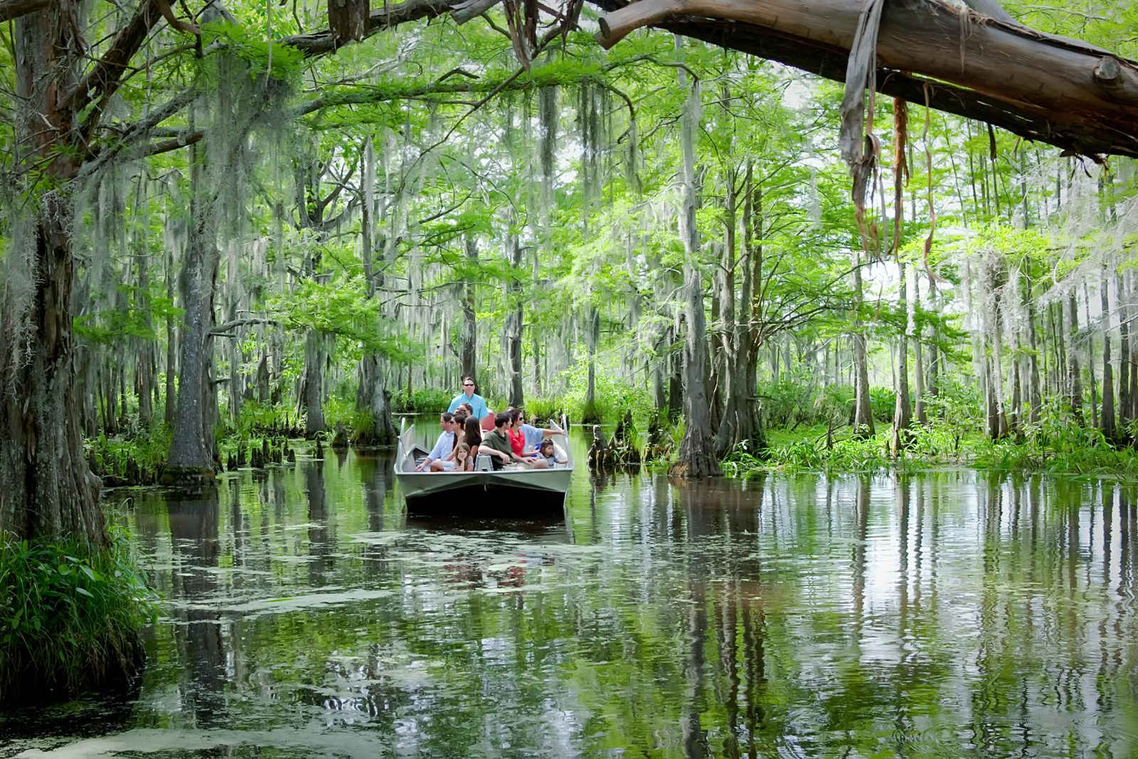New Orleans Swamp Tour Prices