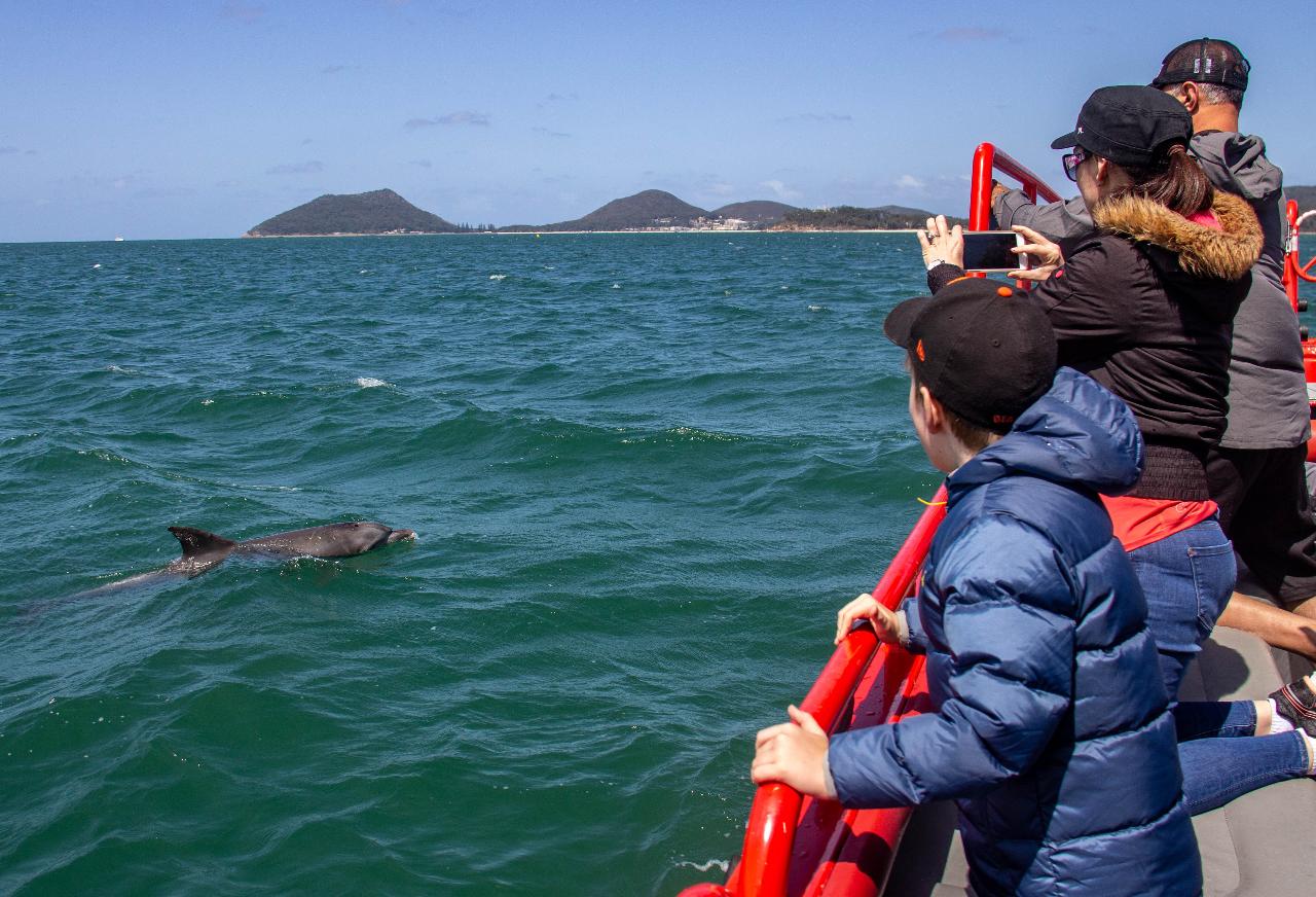 Dolphin Watching Nelson Bay Best Time