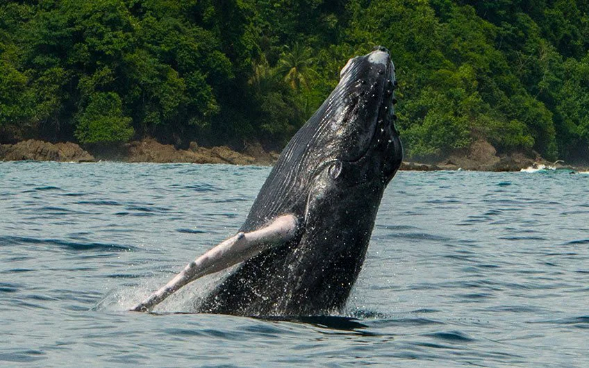 Uvita Whale Watching Season
