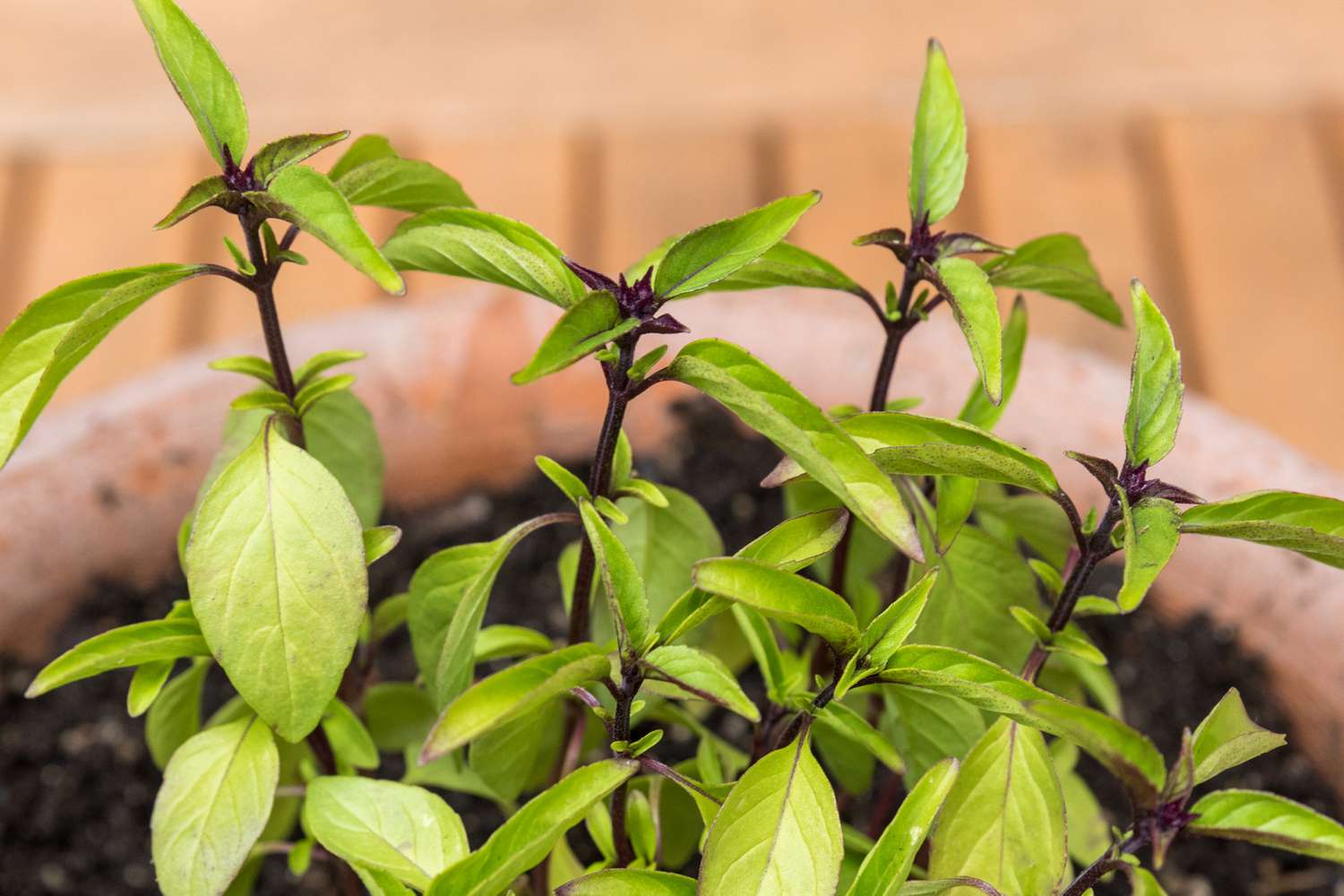 Traditional Herb Garden