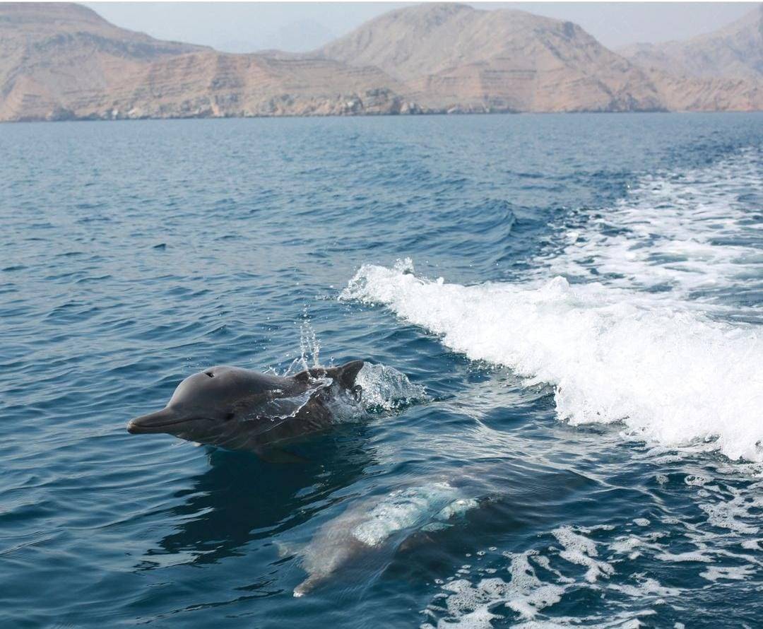 Dolphin Habitat