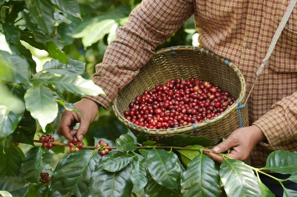 The Coffee Gardens
