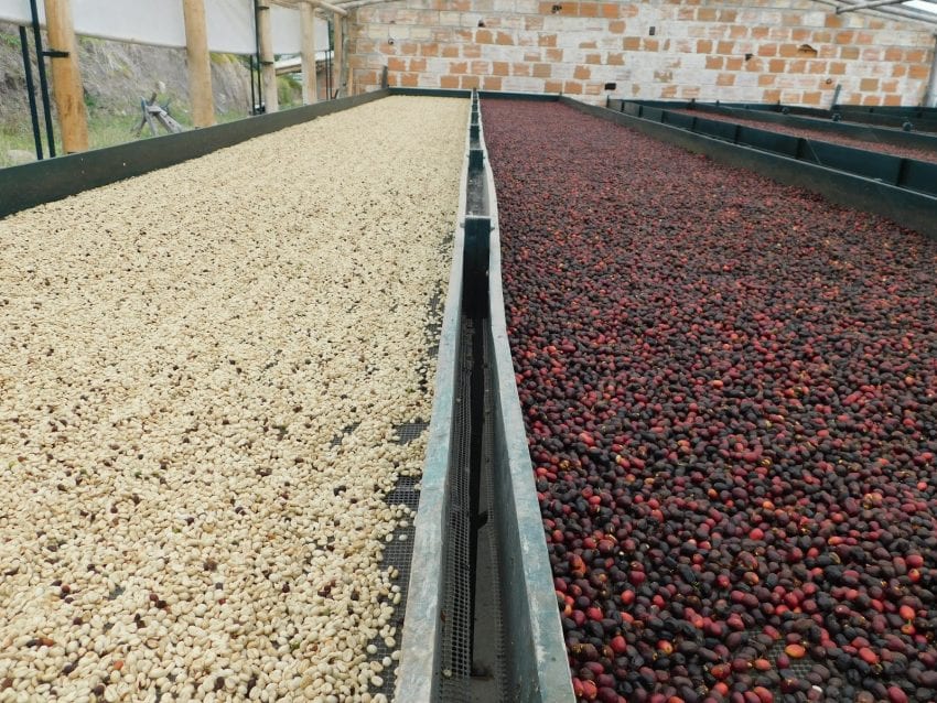 Coffee Drying Beds