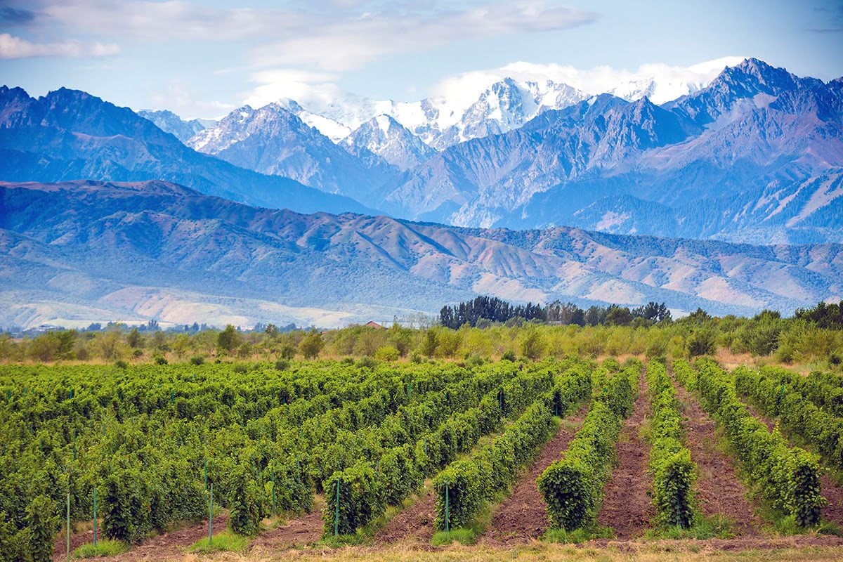Horseback Riding Mendoza in the Andean Foothills