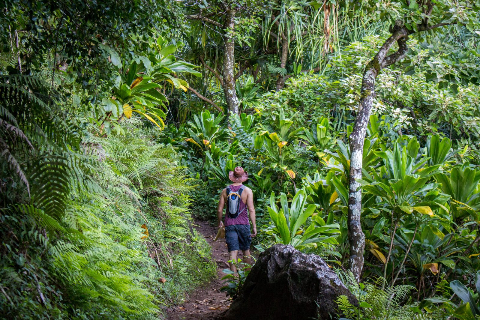 Rainforest Trail