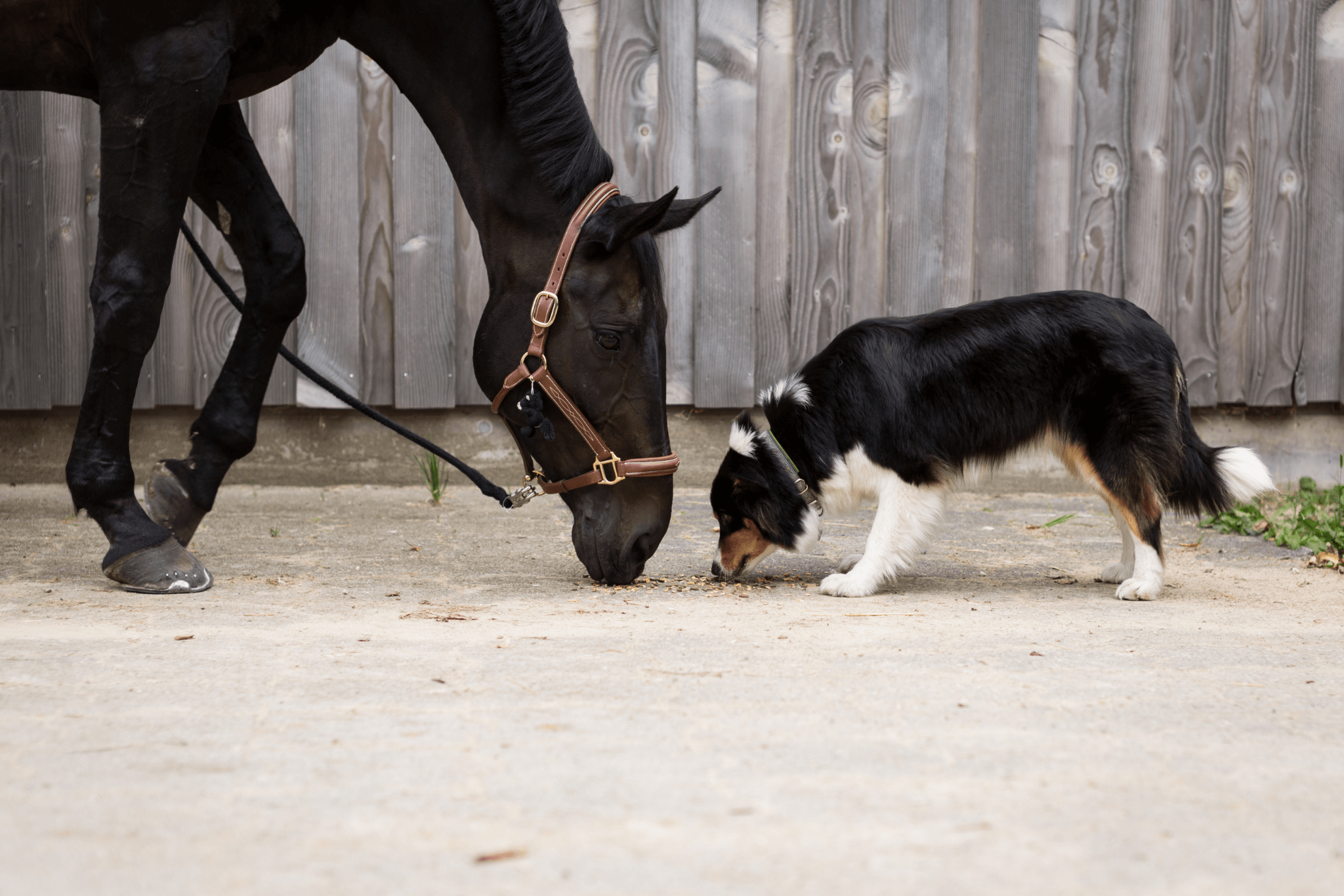 Breeds Barn