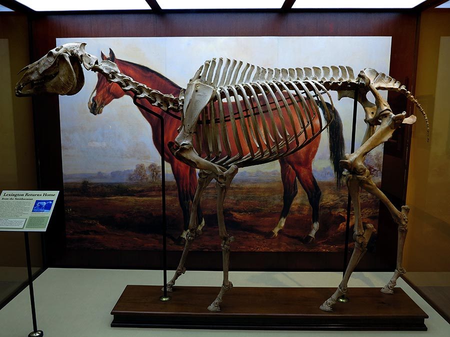 International Museum of the Horse