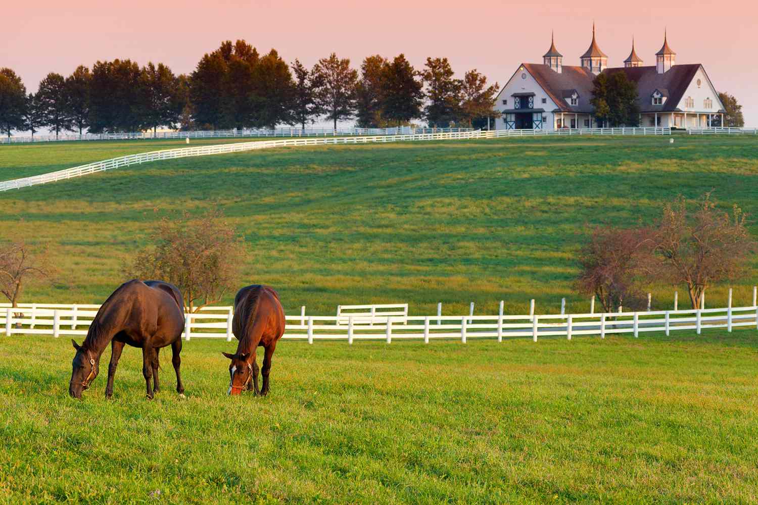 Lexington Horse Farm Tours