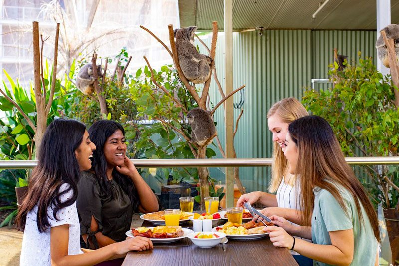 Breakfast With Koalas Sydney