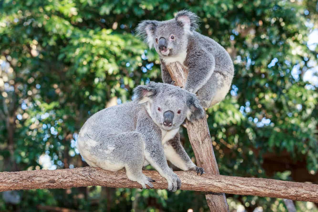 Koala Sanctuary