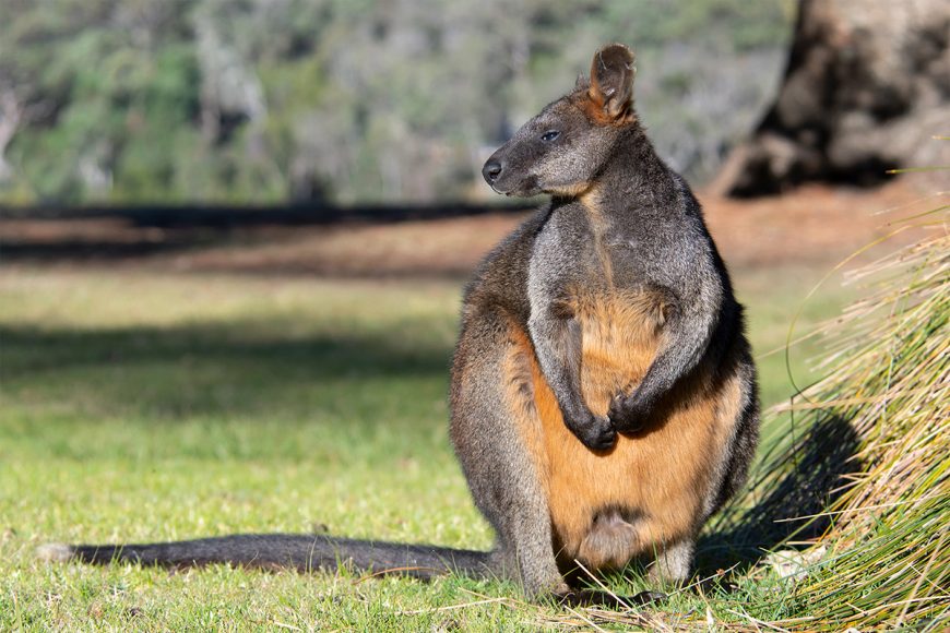 Wallaby Cliffs