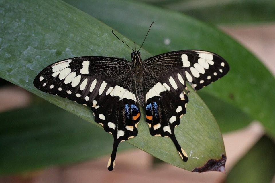 Butterfly Tropics