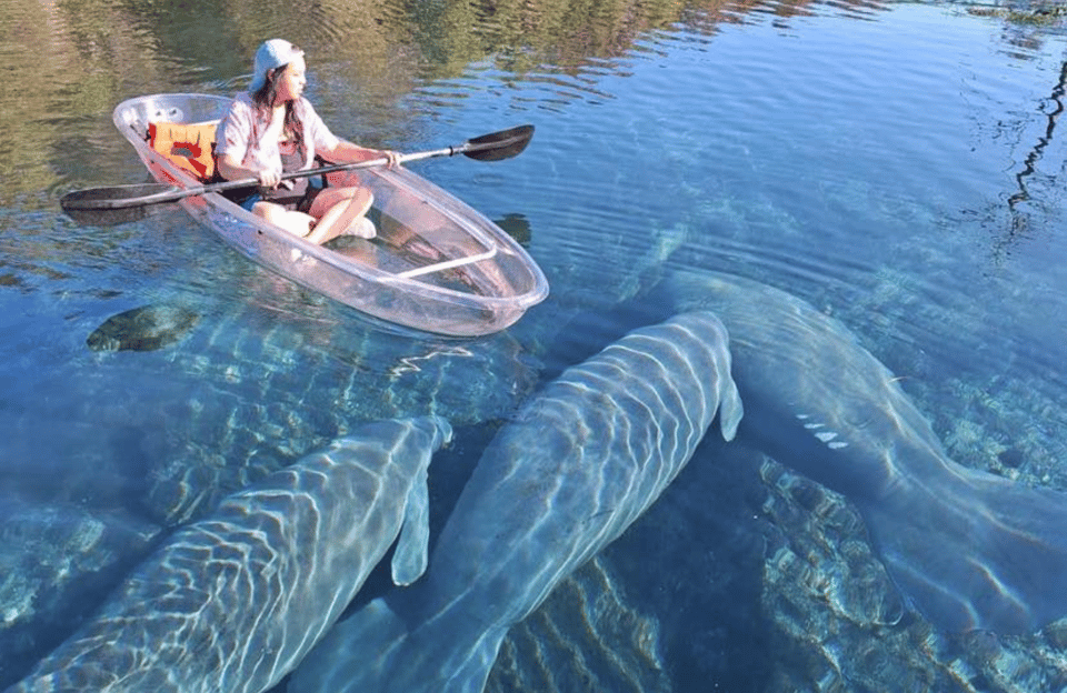 Silver Springs Clear Kayak Tour