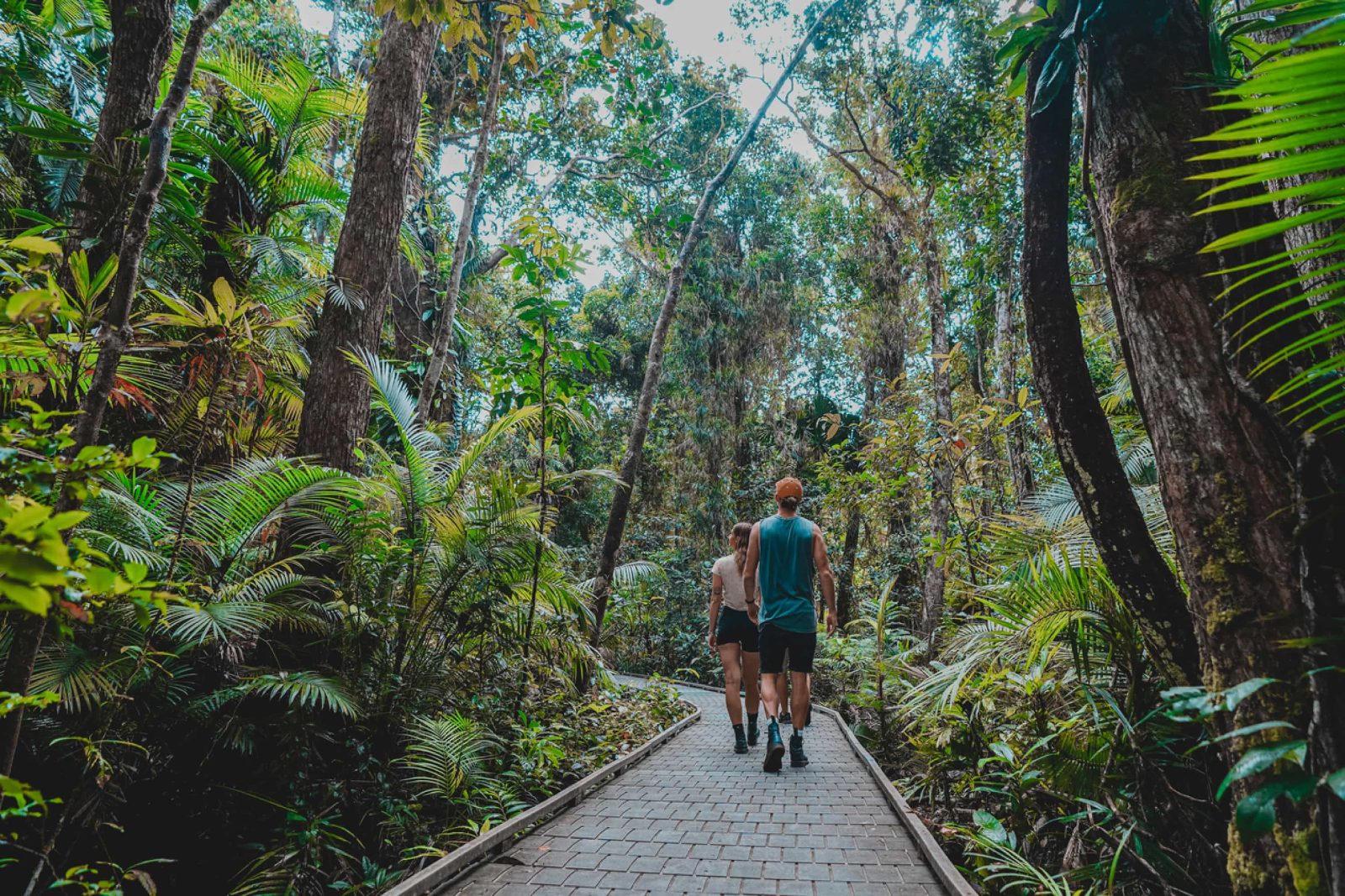 Your experience at Cape Tribulation Tour From Cairns