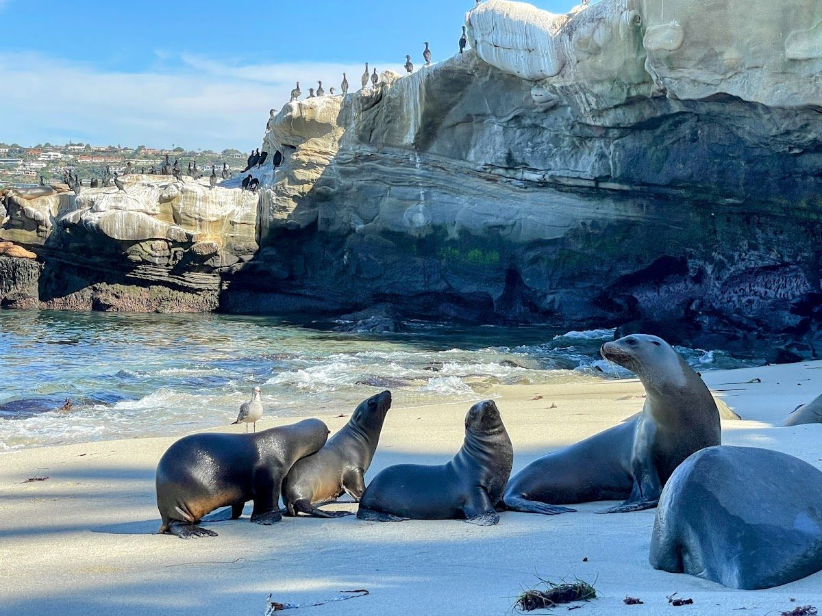 Sea Lion Rookery