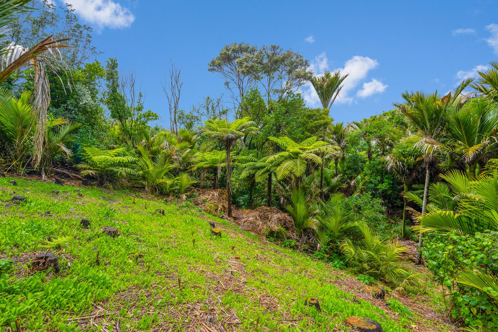 Waiheke Island Zipline Over Native Bush