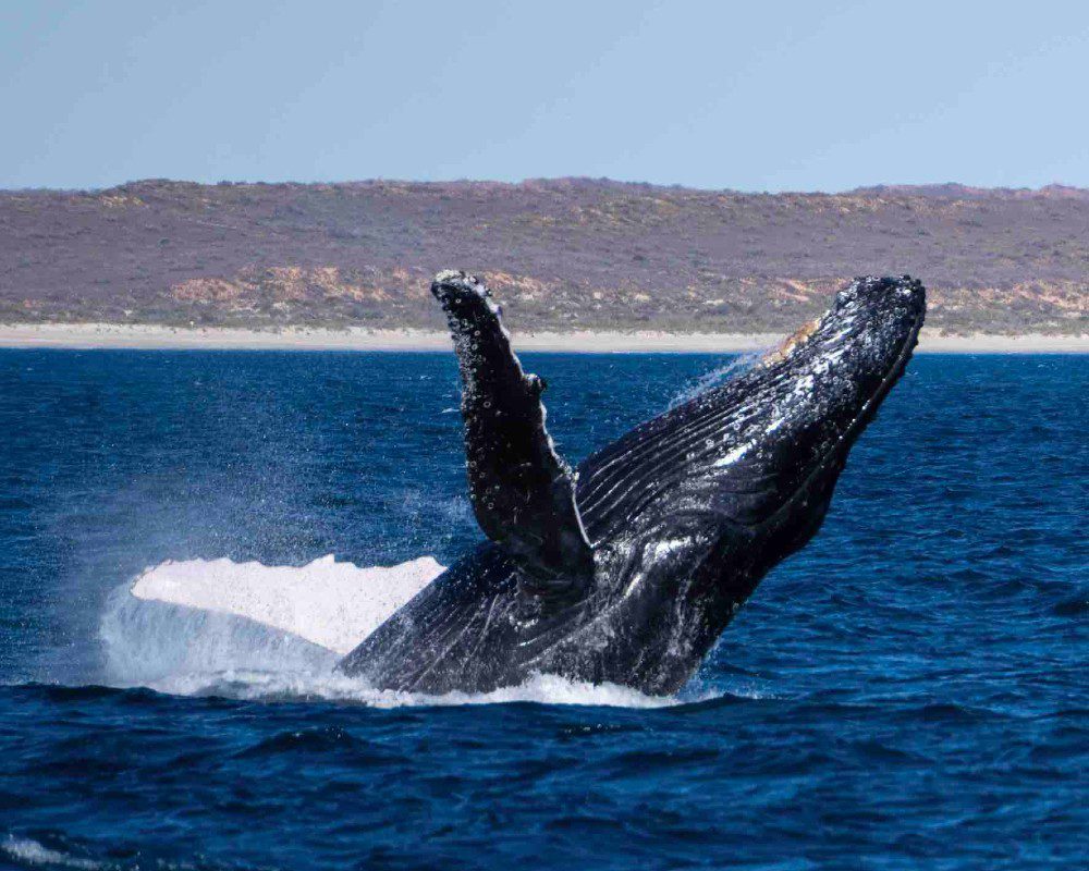Humpback Highway