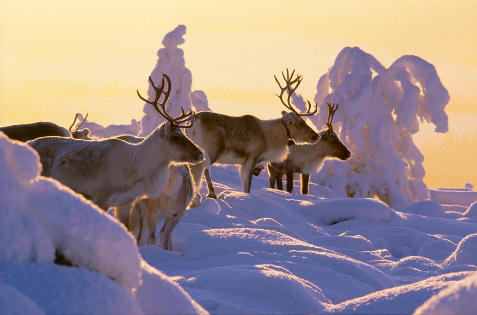 Your Reindeer Farm Visit Near Rovaniemi