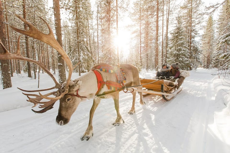 Reindeer Farm Visit