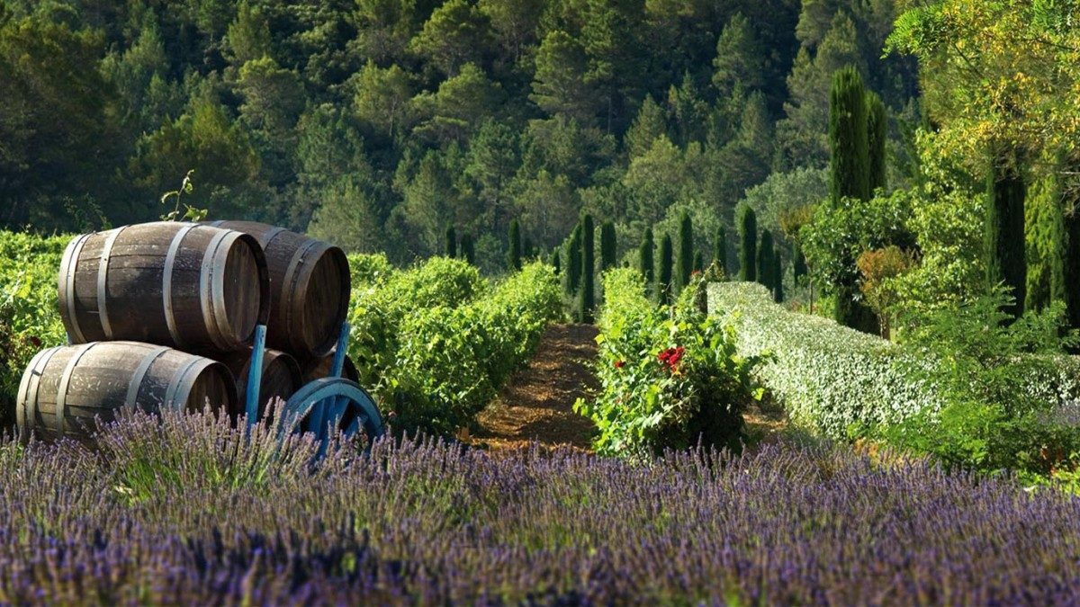Château Vineyards