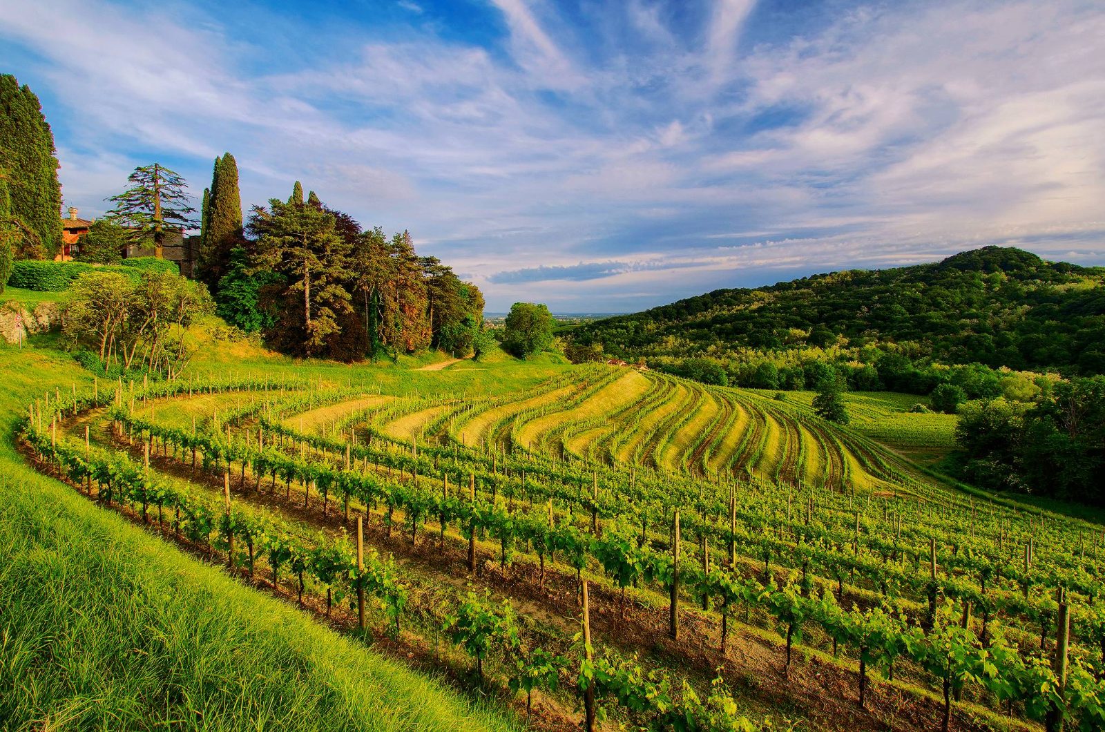 Vineyard lookout