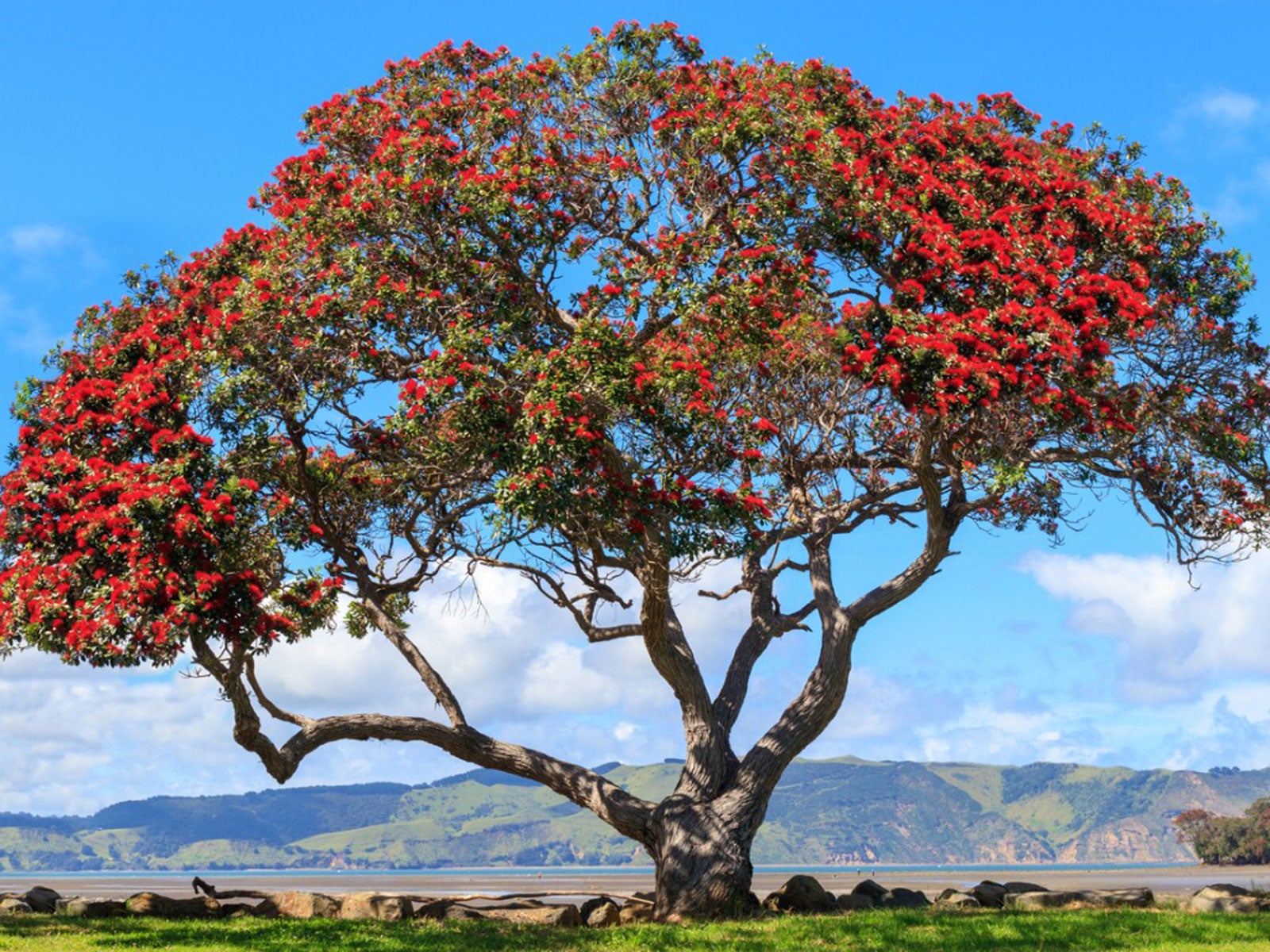 Ancient Pōhutukawa Tree