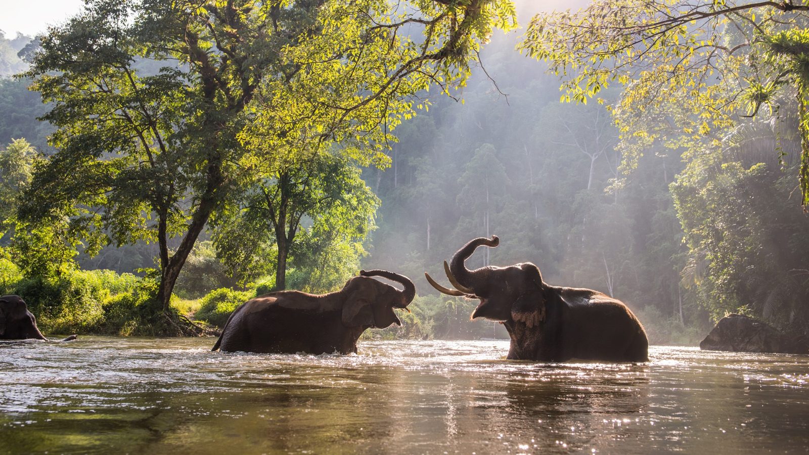 Elephant Bathing Phuket at Jungle Sanctuary