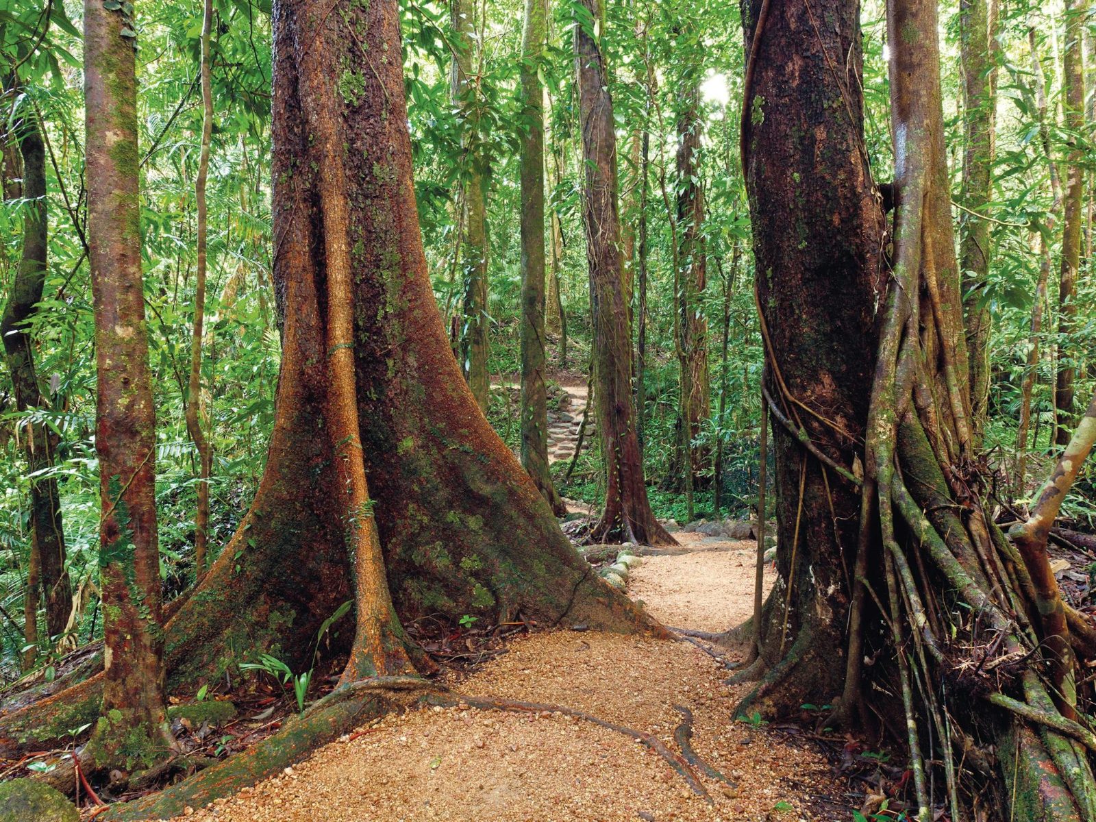 Rainforest Circuit Track