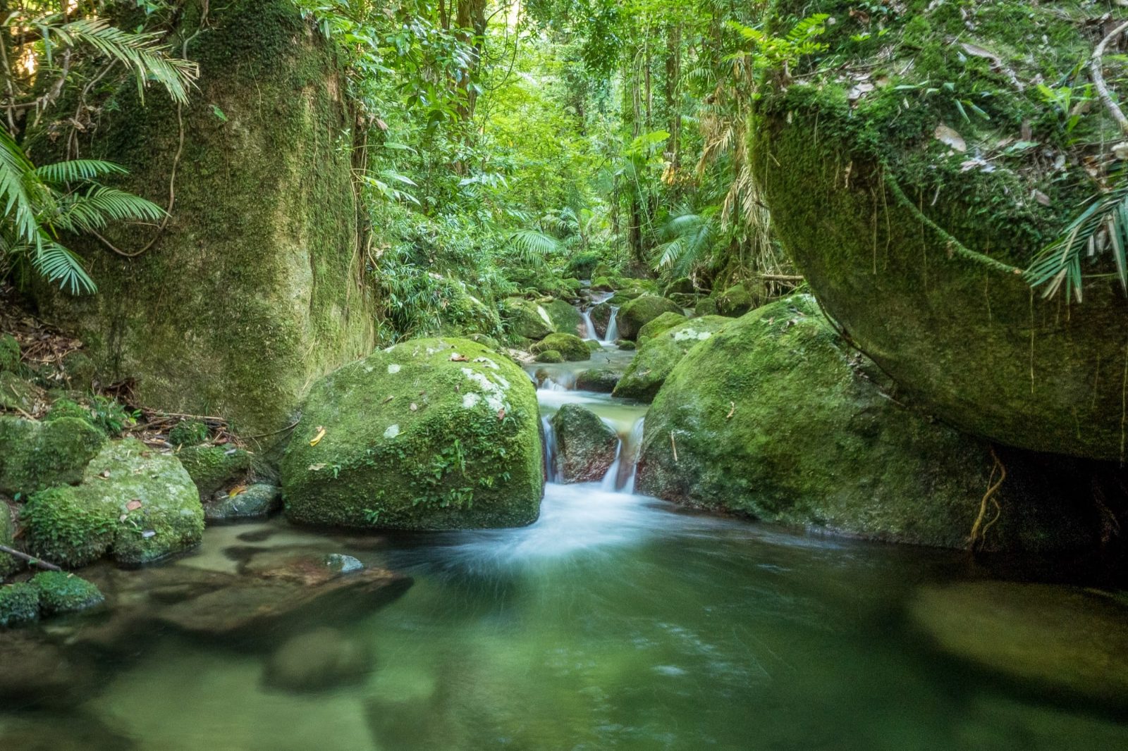 Mossman Gorge Tours in the Daintree