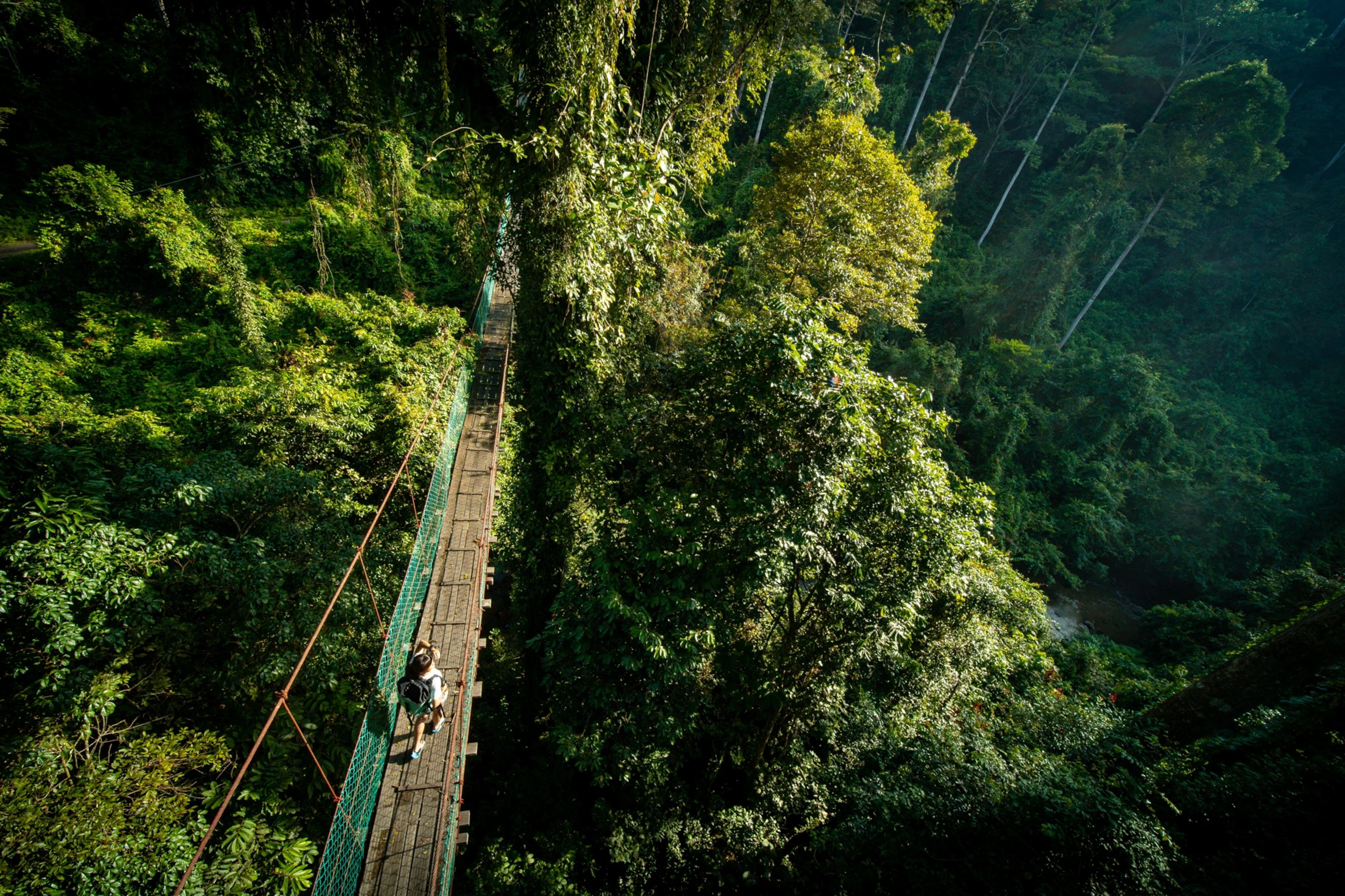 Rainforest Walk