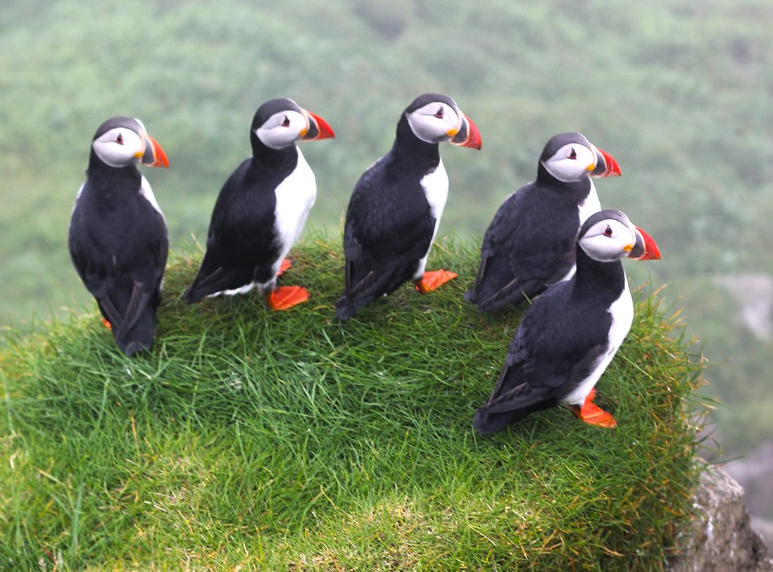 Puffin Colonies